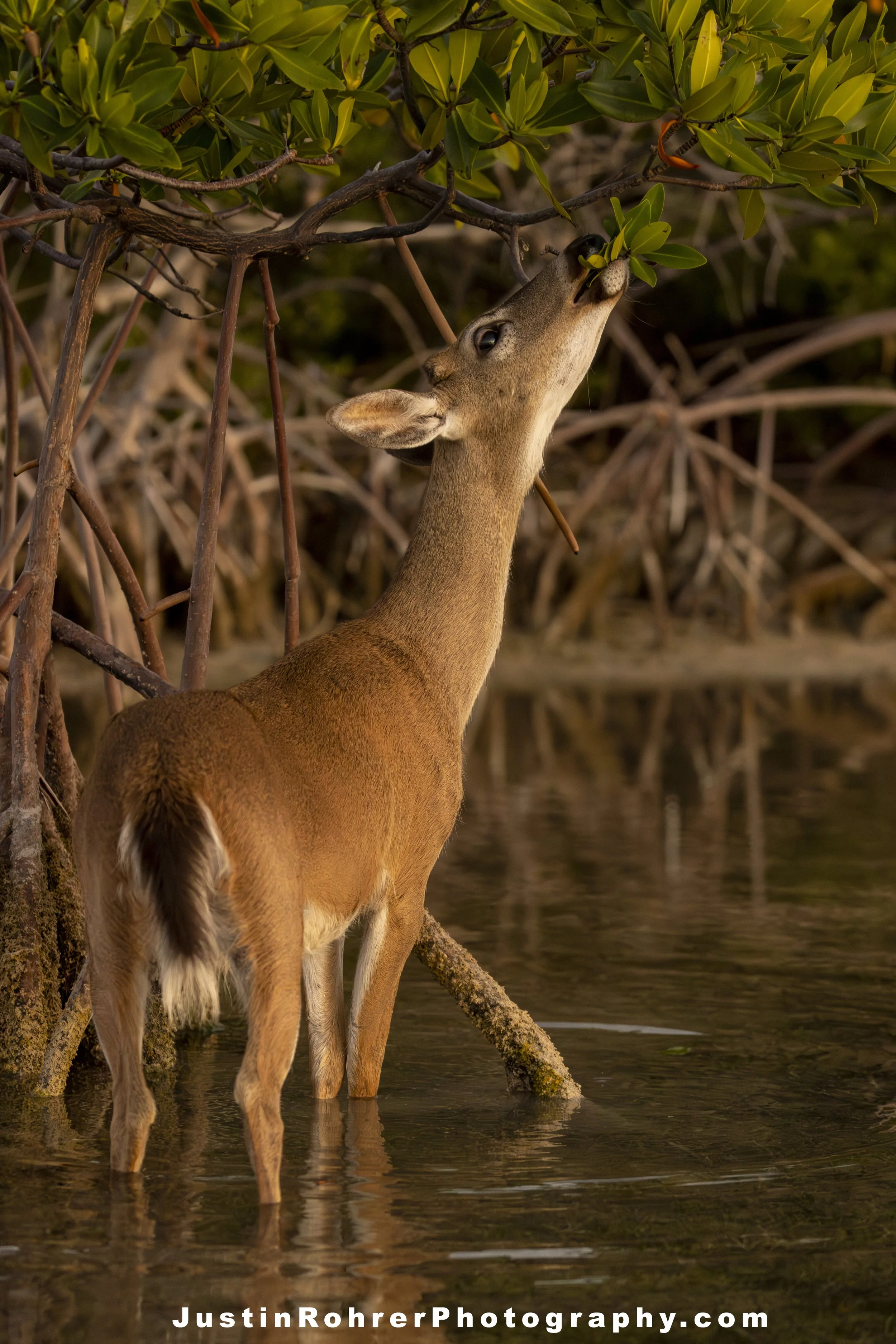 Key Deer Feeding