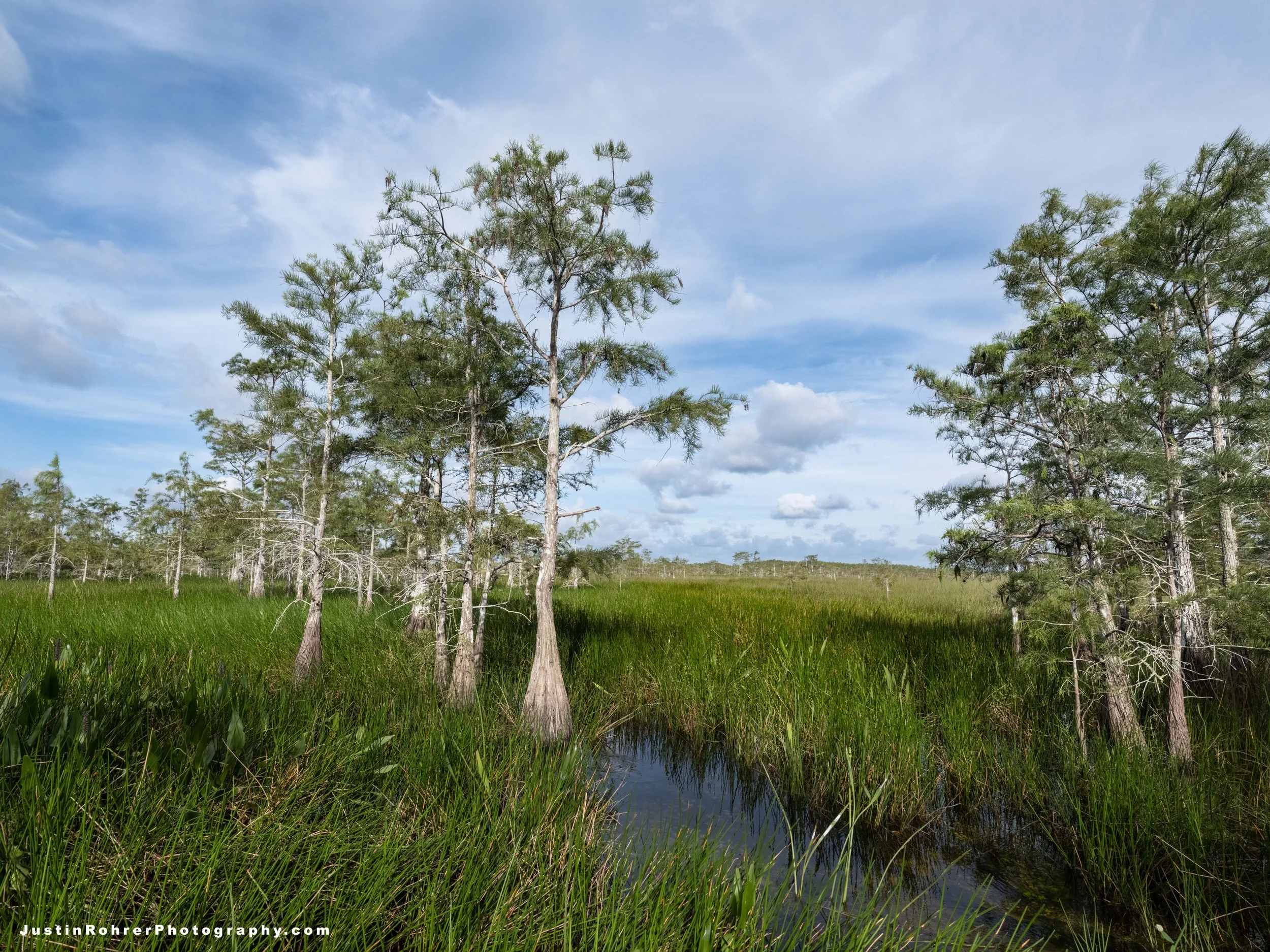 Peace in the Everglades