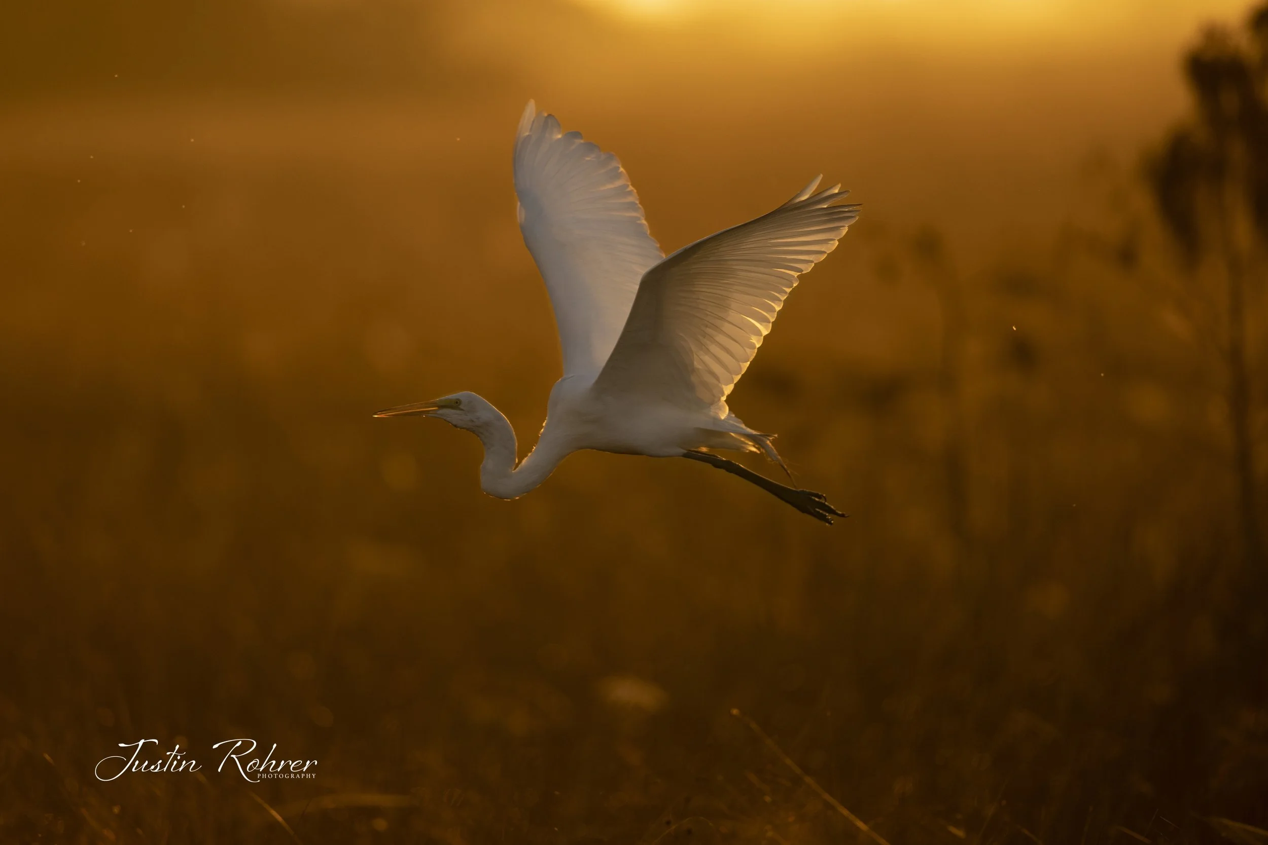 Great Egret On Fire