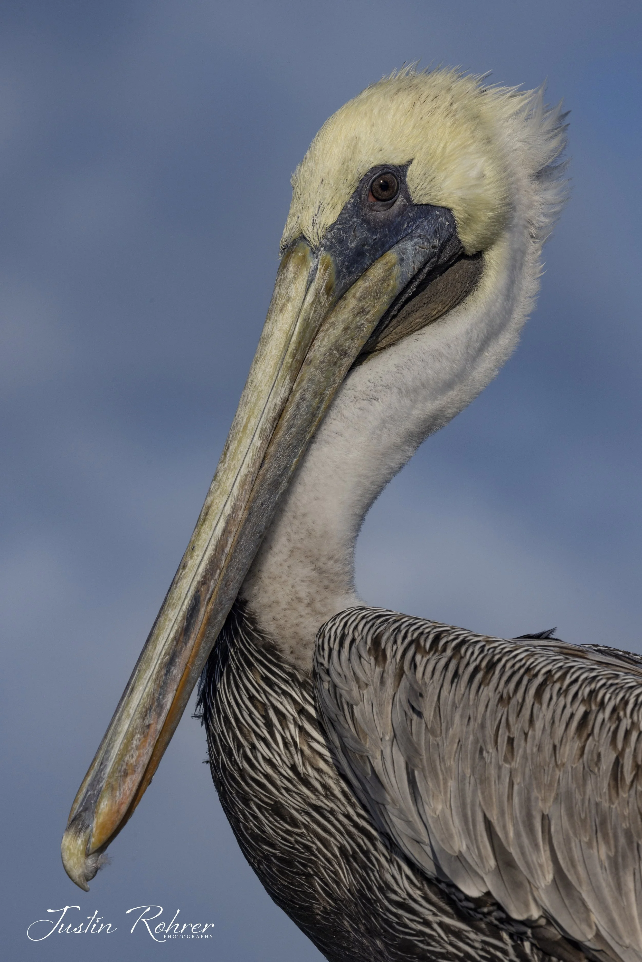Brown Pelican Portrait