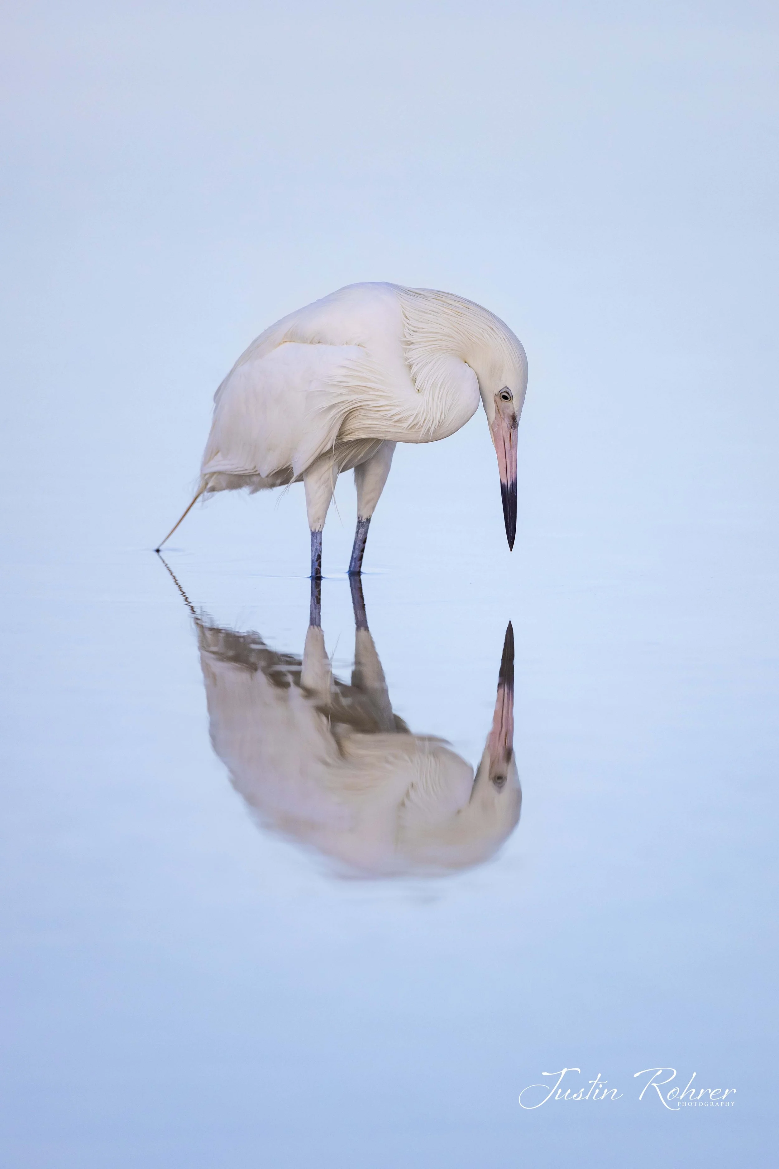 Reddish Egret(White Morph) Mirror