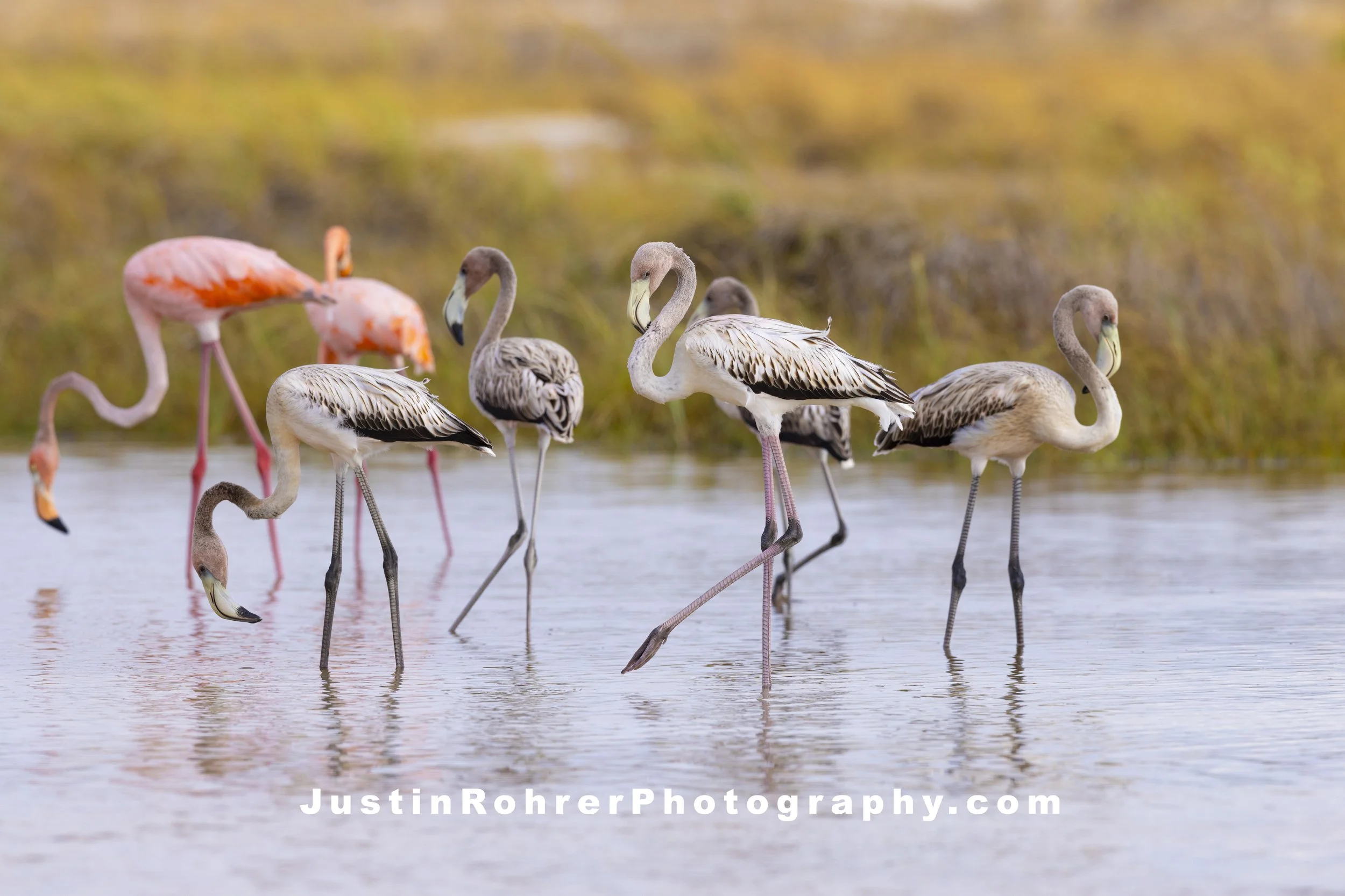 Juvenile Flamingo Royalty
