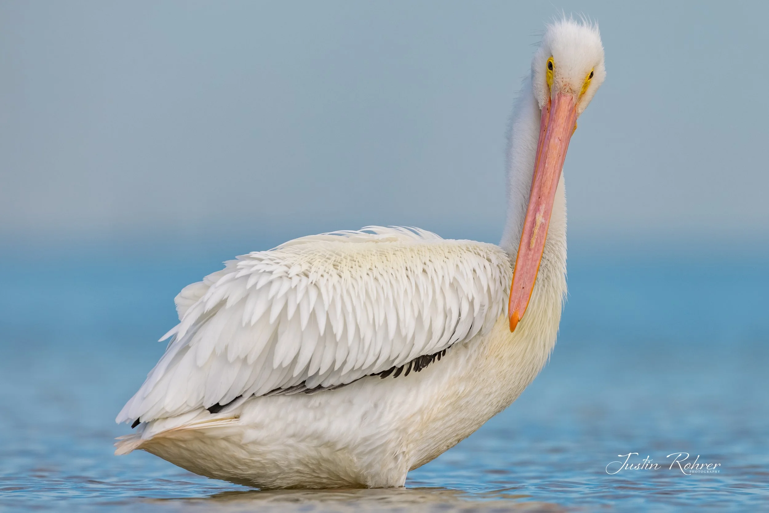 Curious White Pelican