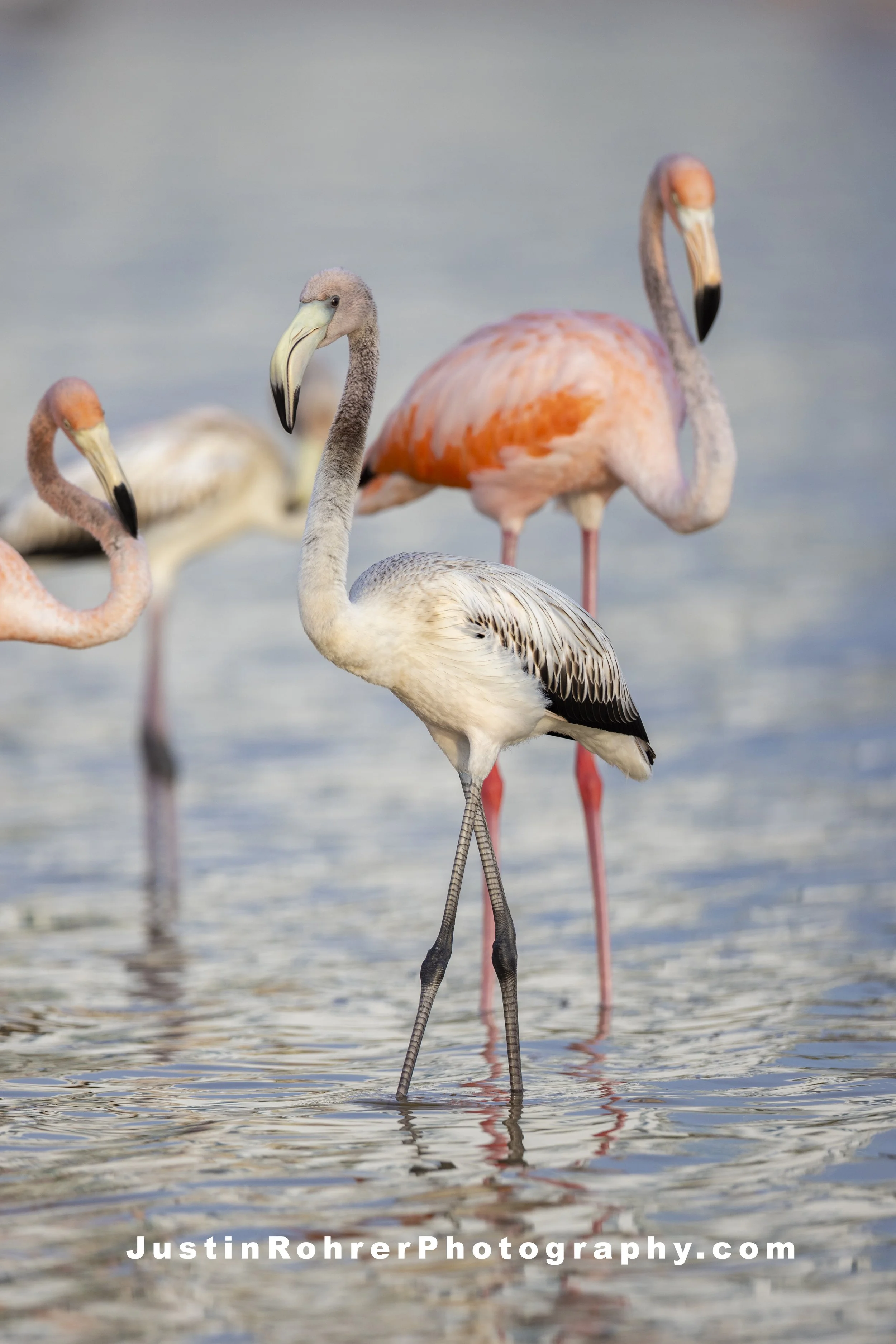 Juvenile Flamingo Portrait 