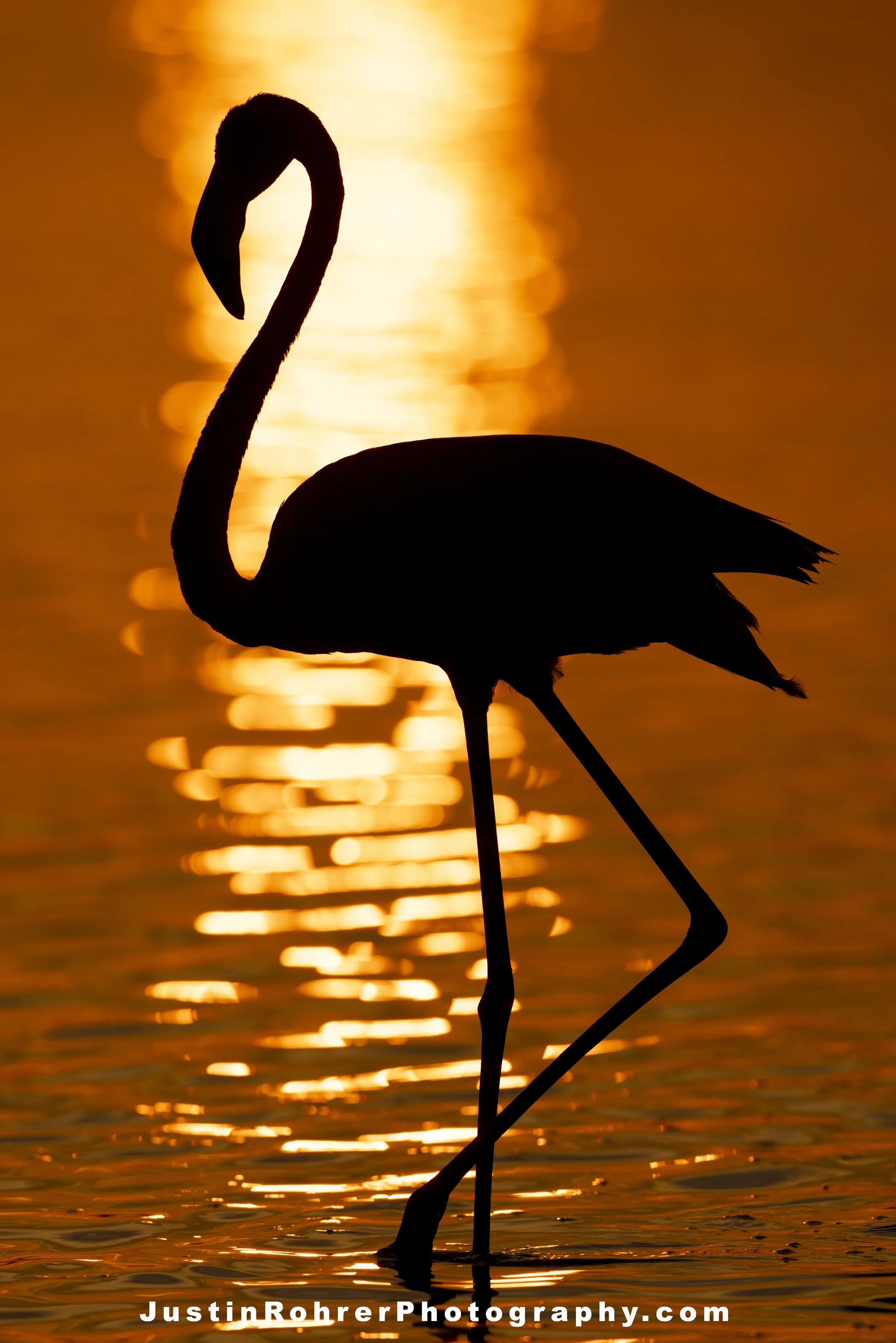 Flamingo Silhouette Portrait