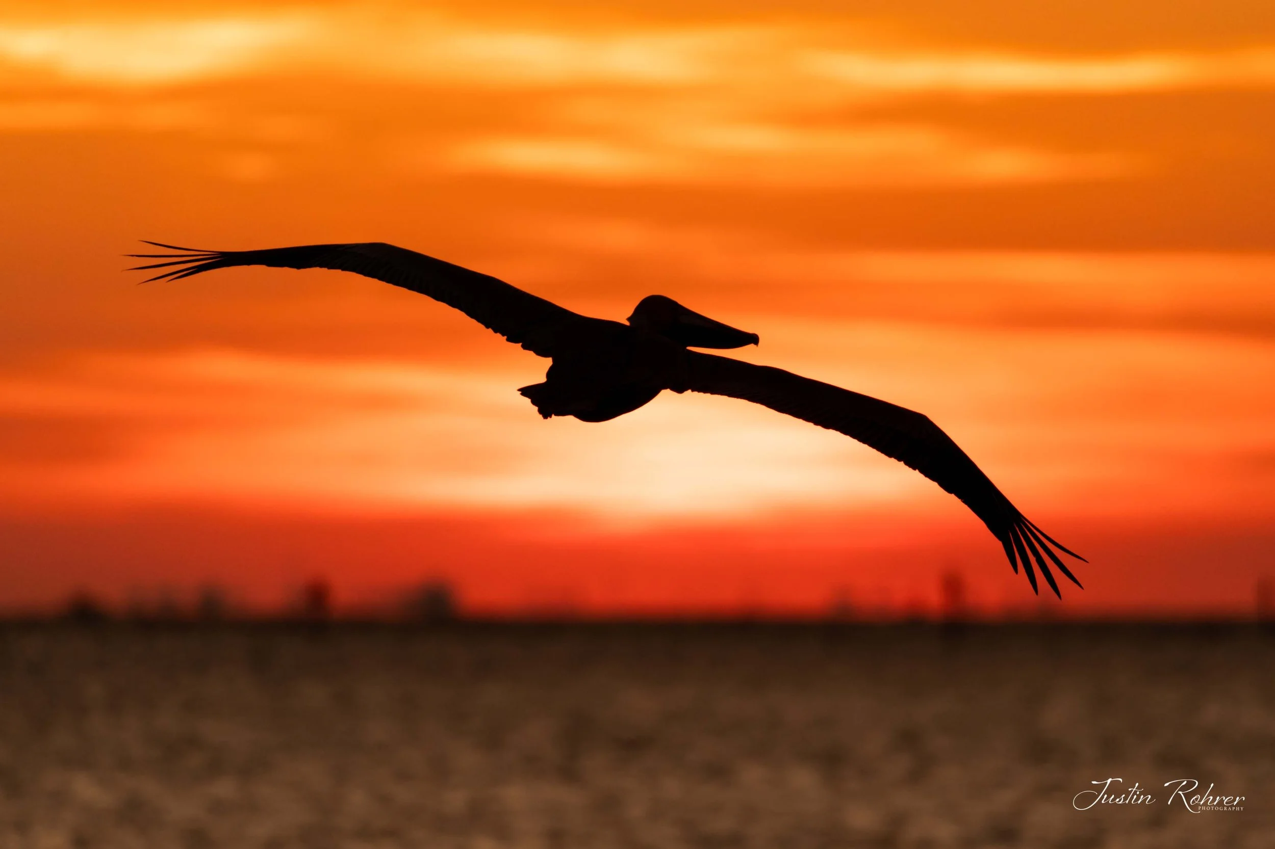 Pelican Silhouette