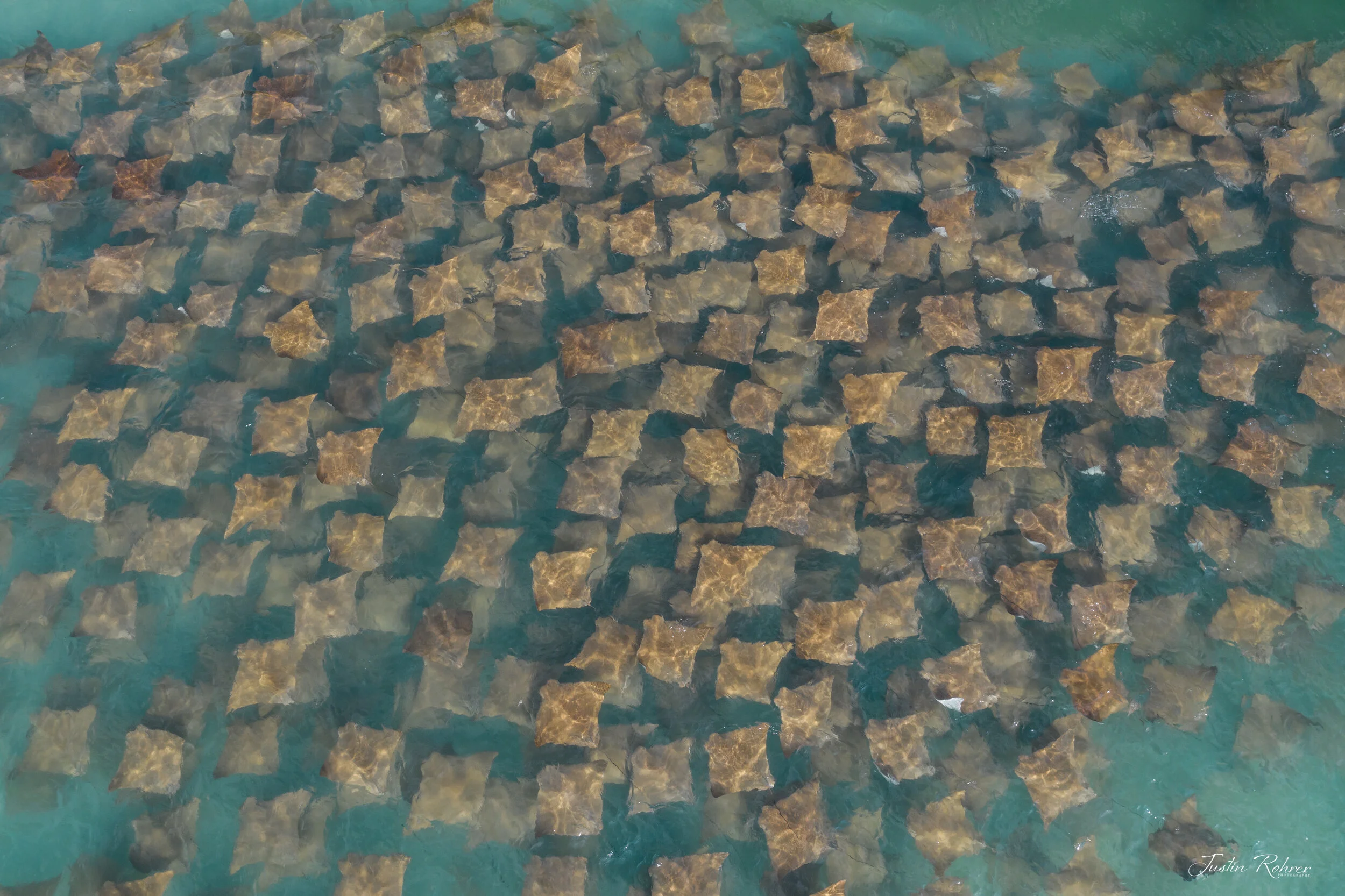 Everything Sting Rays