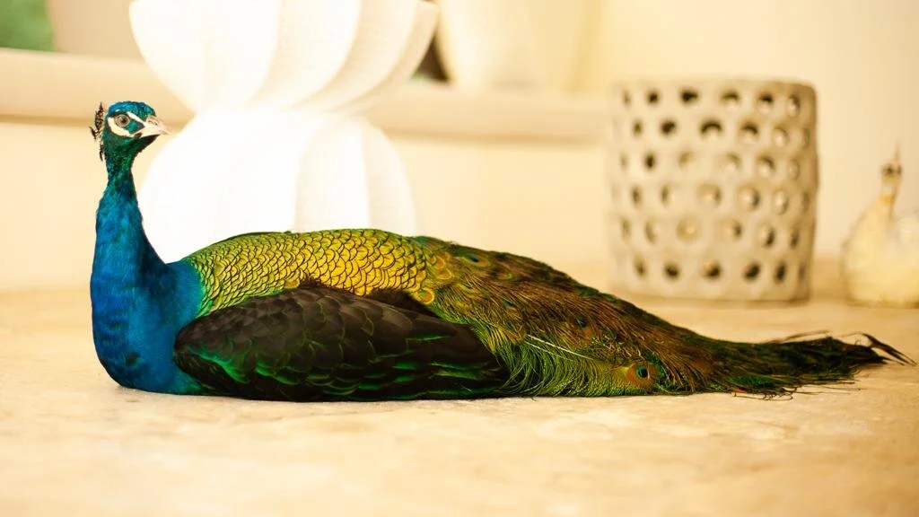 The Retreat’s beautiful resident peacocks, Tarzana and Jane, await to greet guests.