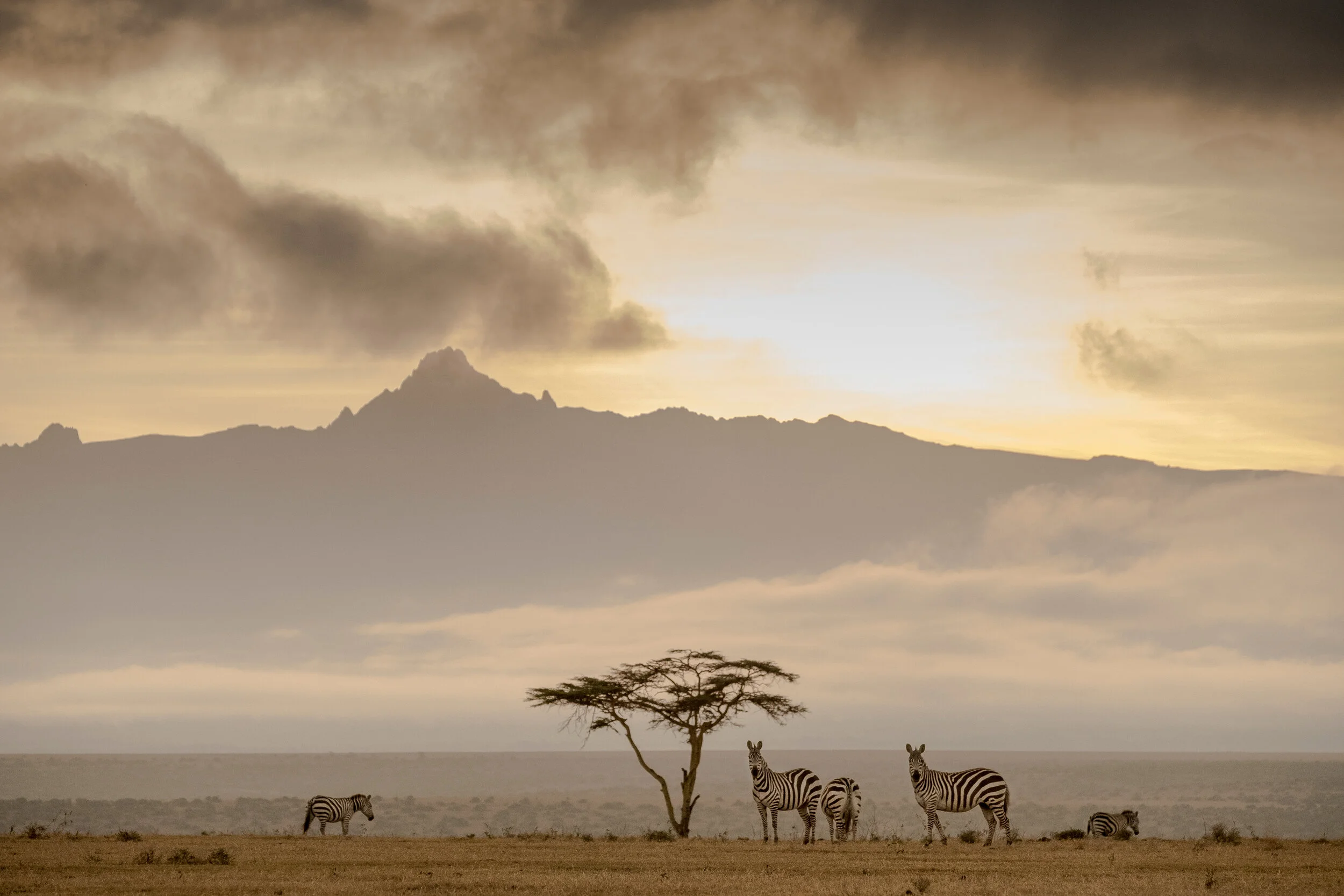 Zebra under the Laikipa sky .jpeg
