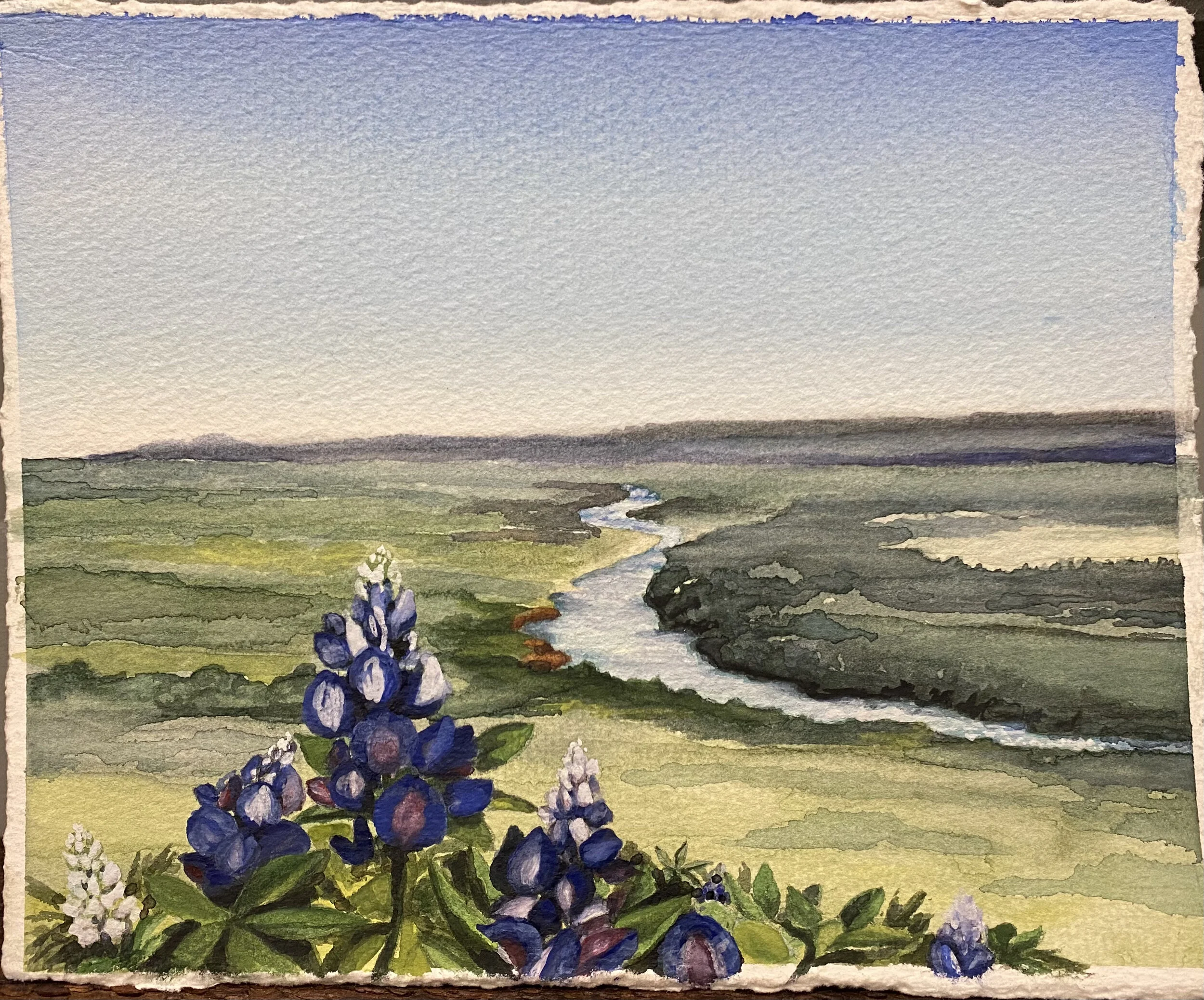 Texas Bluebonnets.jpg