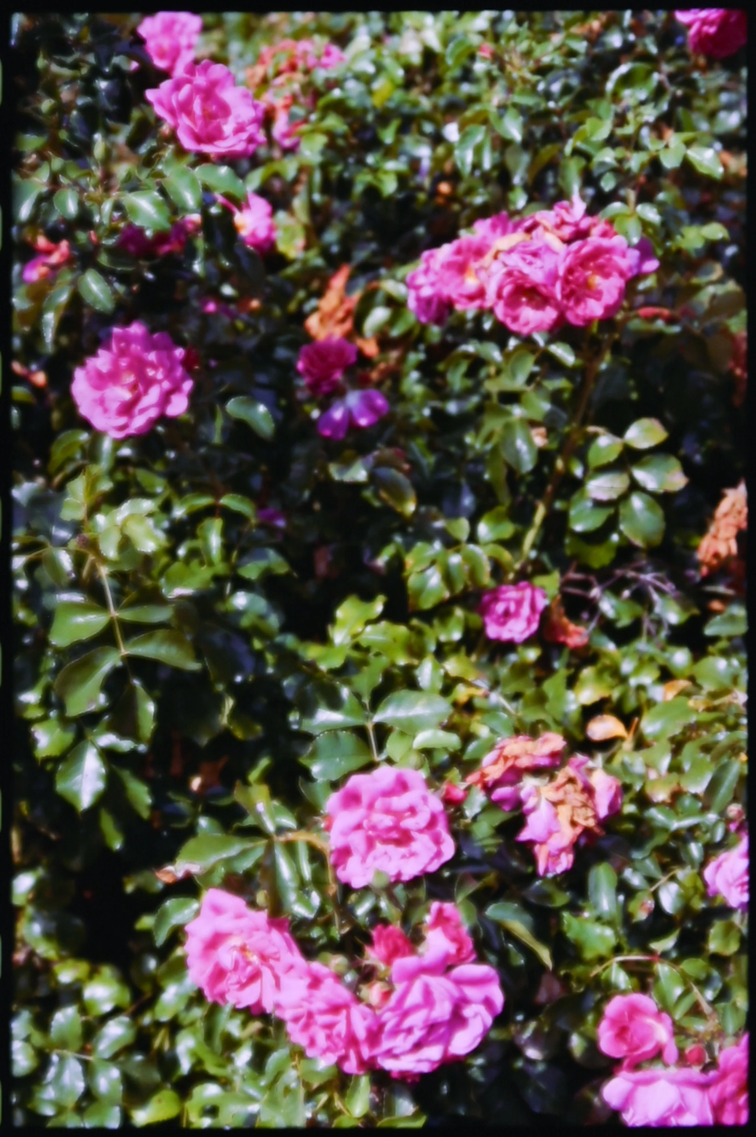 Pink camellia flowers on green leafy shrubs.