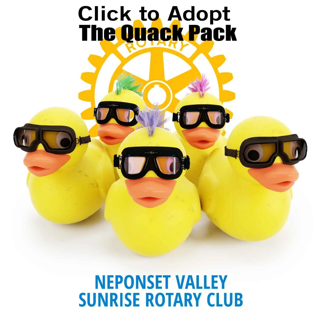 The Bunch of Quacks, 25 ducks