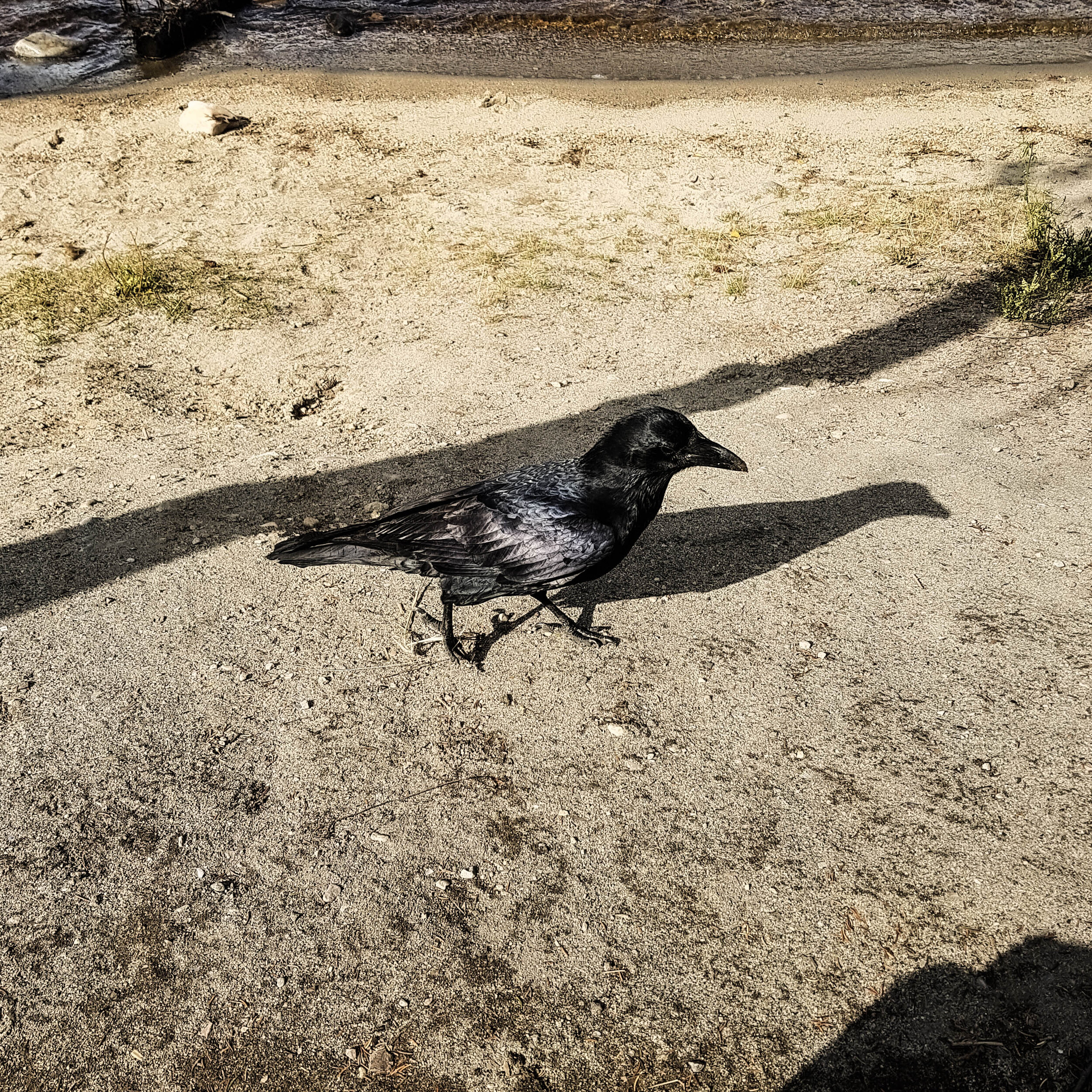 A Wandering Crow.jpg