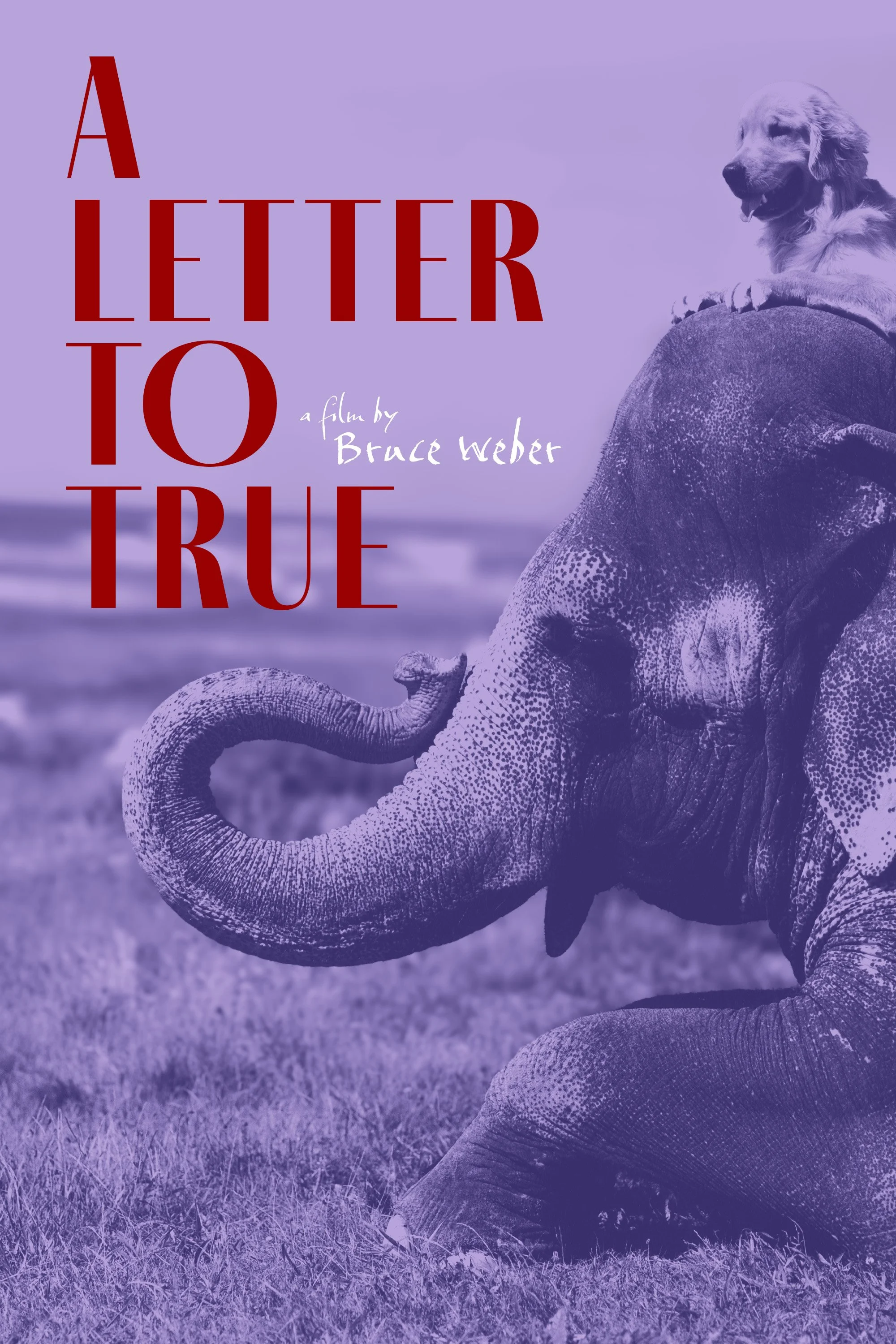 A Letter To True