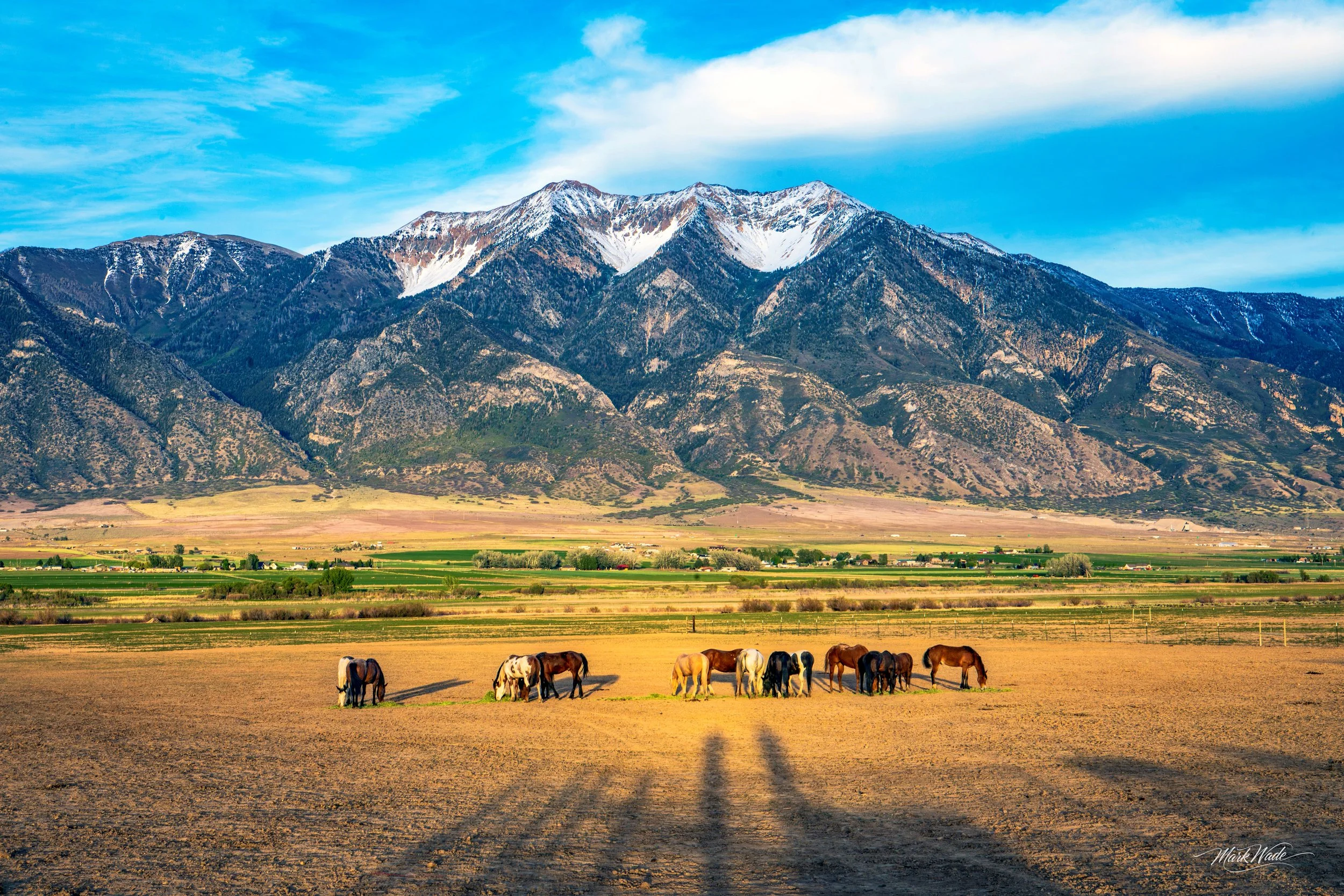 Horses vs. Asses