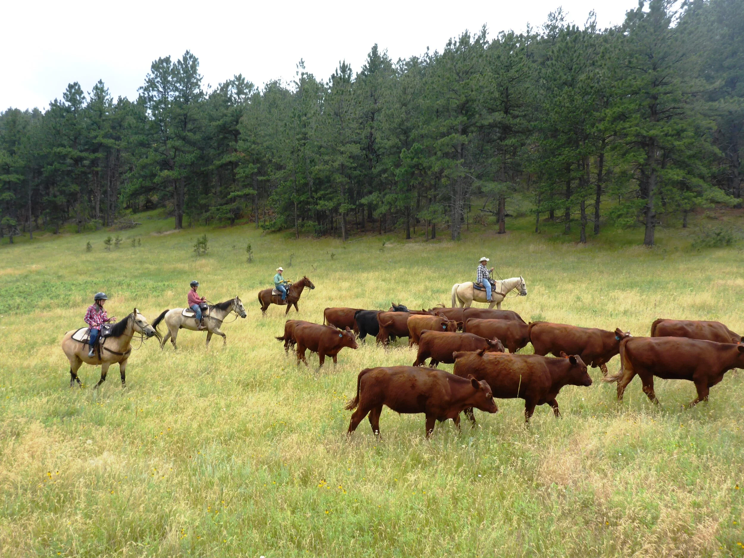 Loveland, CO Horseback & Trail Riding | Horseback Riding Lessons
