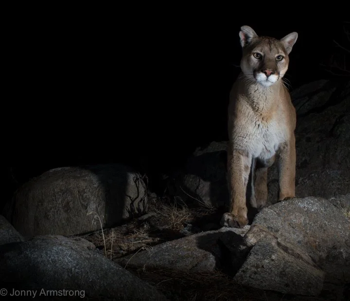 22 Years with Mountain Lions, What I’ve Learned - David Neils Saturday, Feb. 7th -6pm-8pm