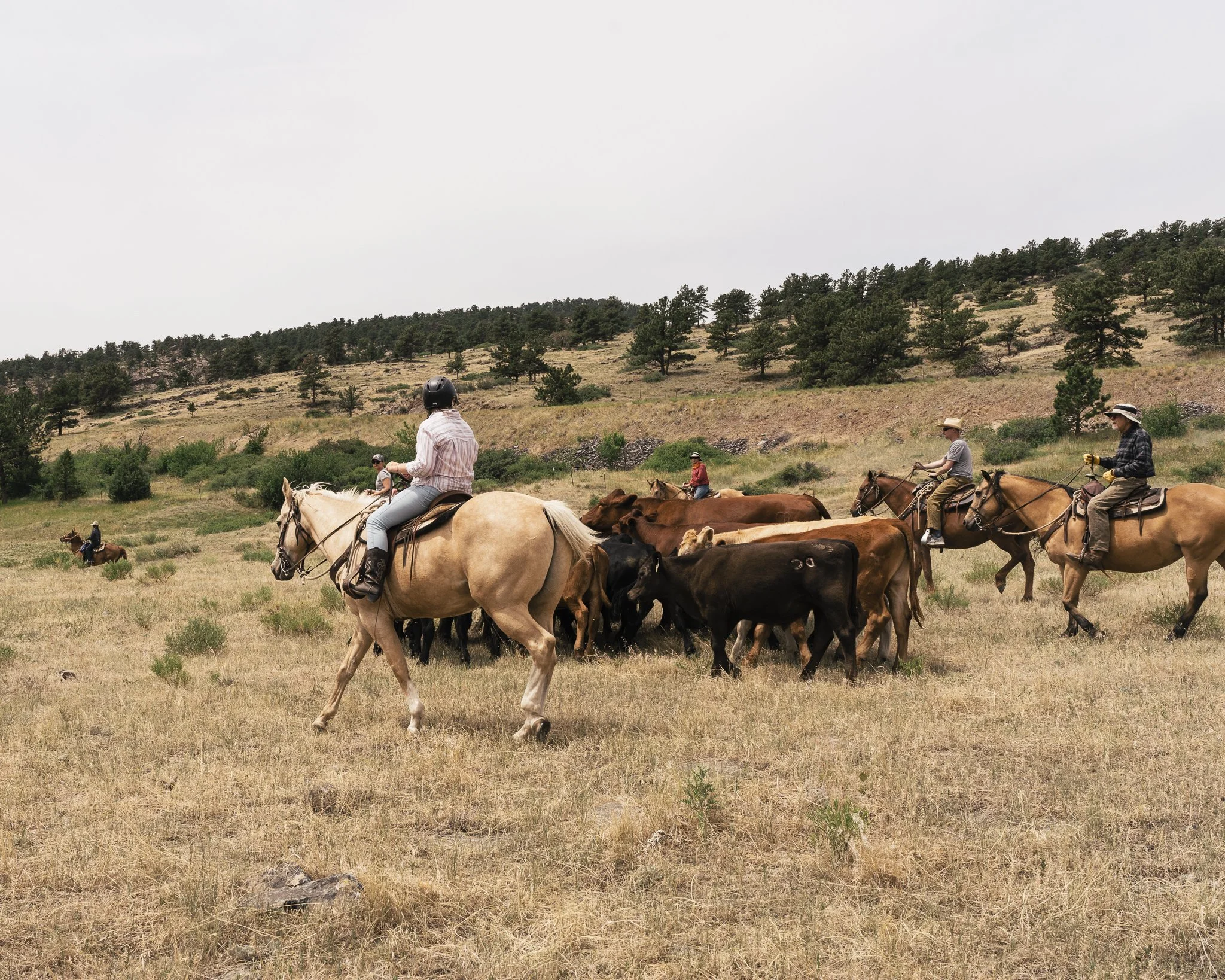 cattle drive-3.jpg