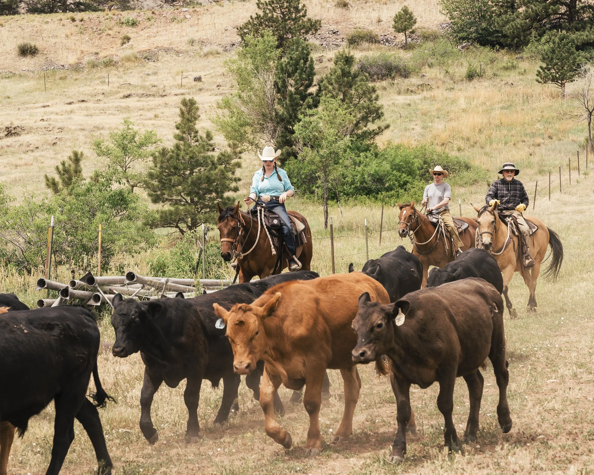 cattle drive-5.jpg