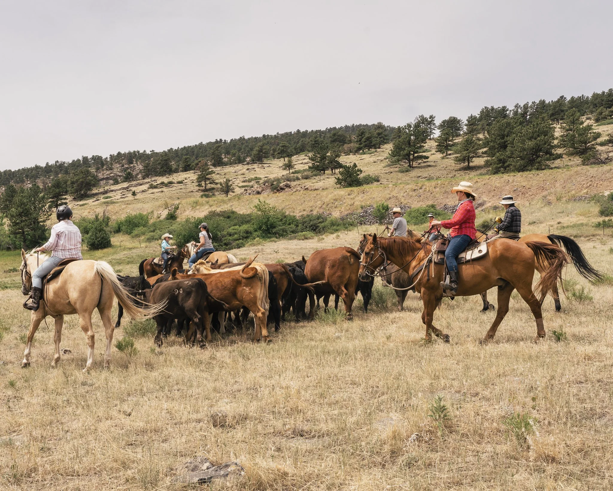 cattle drive-4.jpg