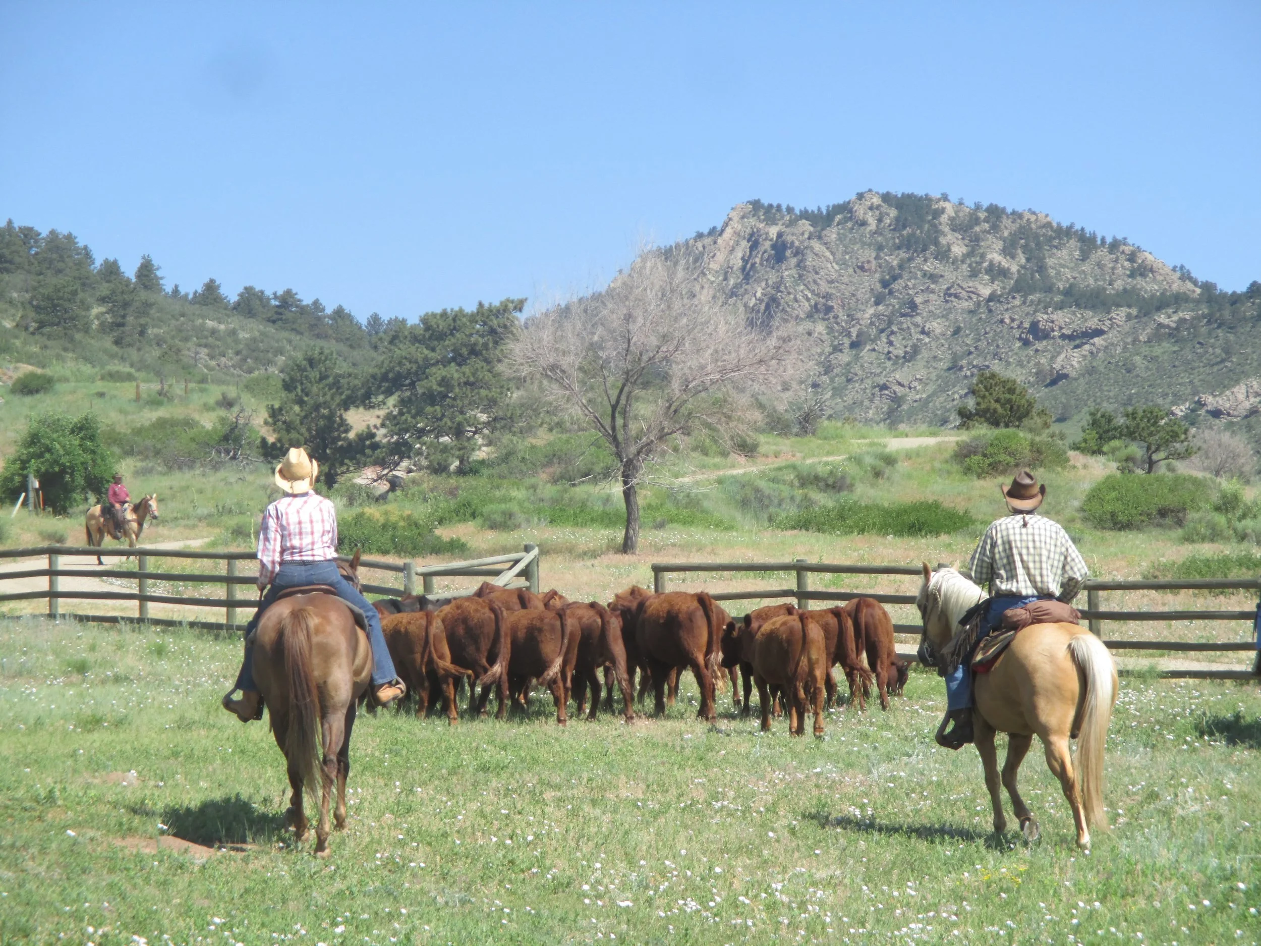 Cattle Drivin' July 2015 Sylvan Dale.jpg