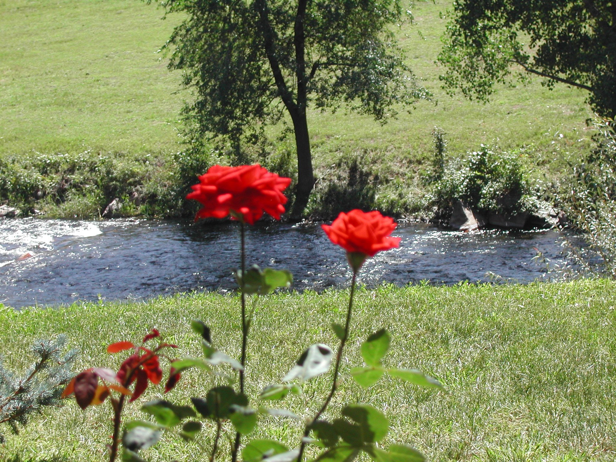 Roses & River.JPG