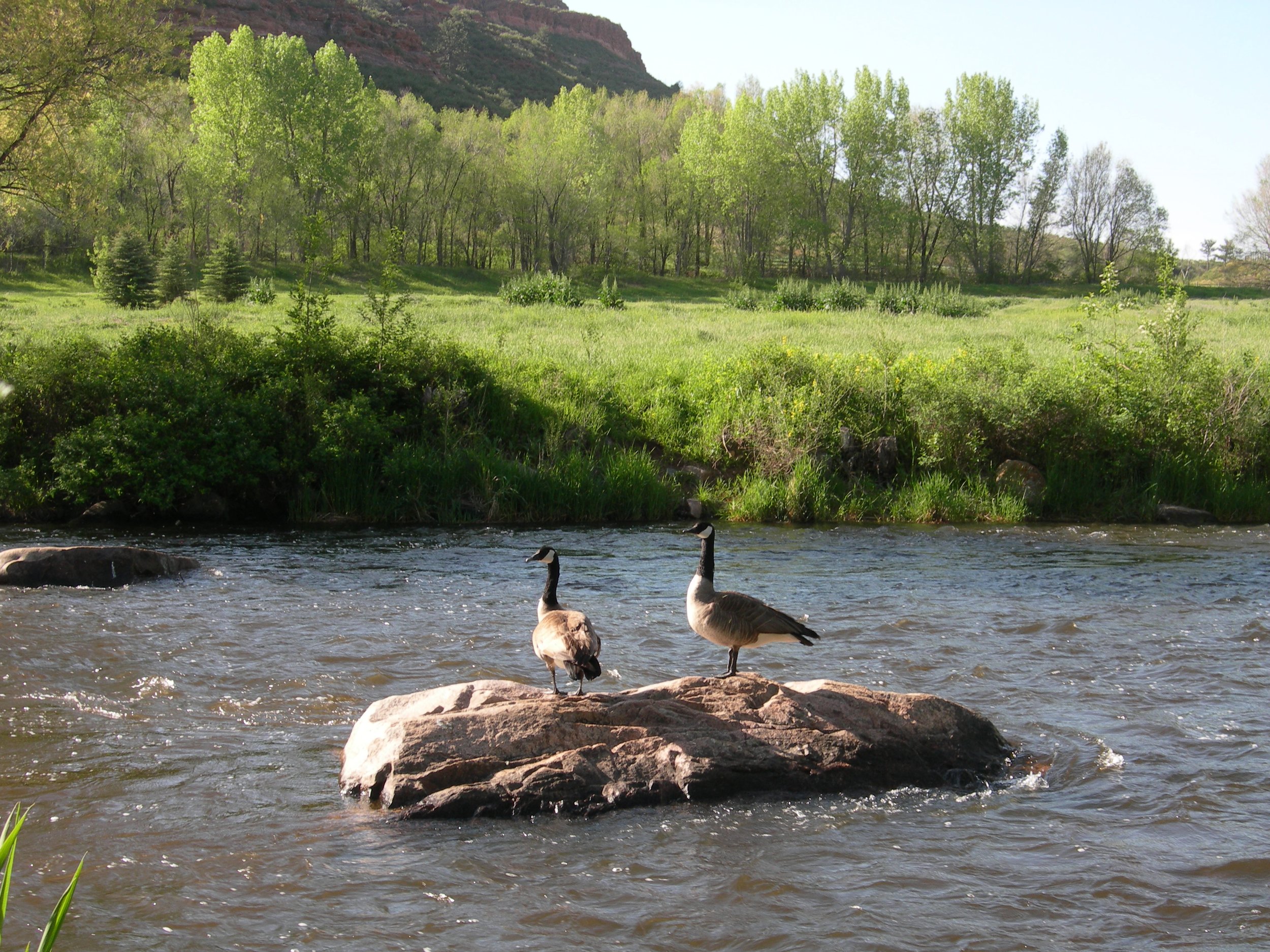 geese on rock Fall 2011.jpg