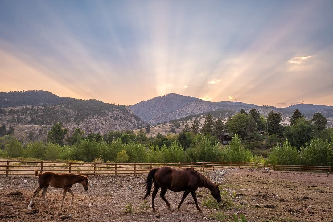          A Taste of Sylvan Dale!                   