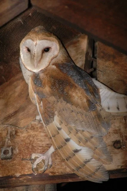 Barn Owl.jpg