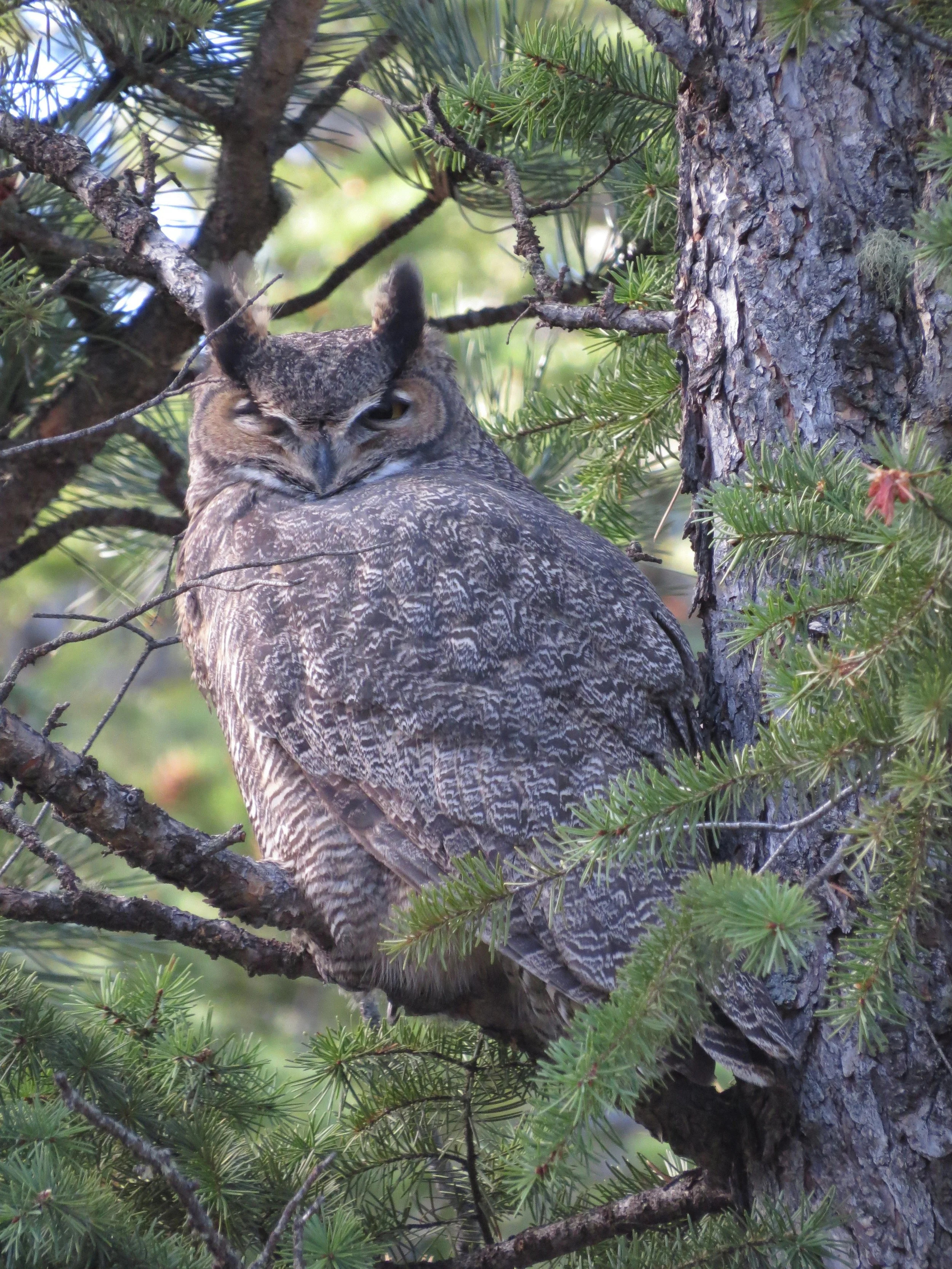 The Great Horned Owl and American Barn Owl - Scott Rashid - Saturday, Feb. 28th -6pm-8pm