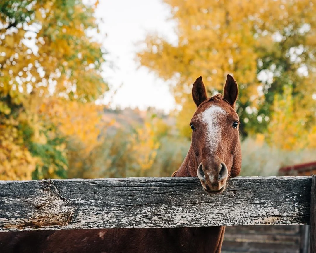 Saddle Up for Fall