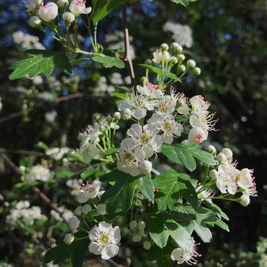 Hawthorn: The Heart, Inner Equilibrium & Otherworld Portals