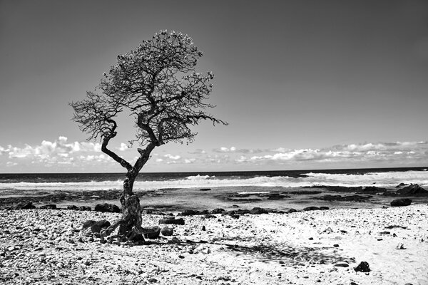 Hawaiian Tree