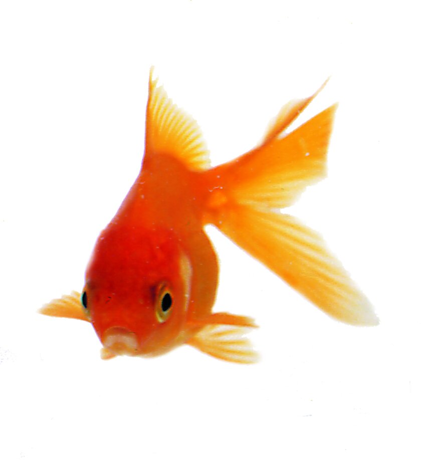 fish5.JPG