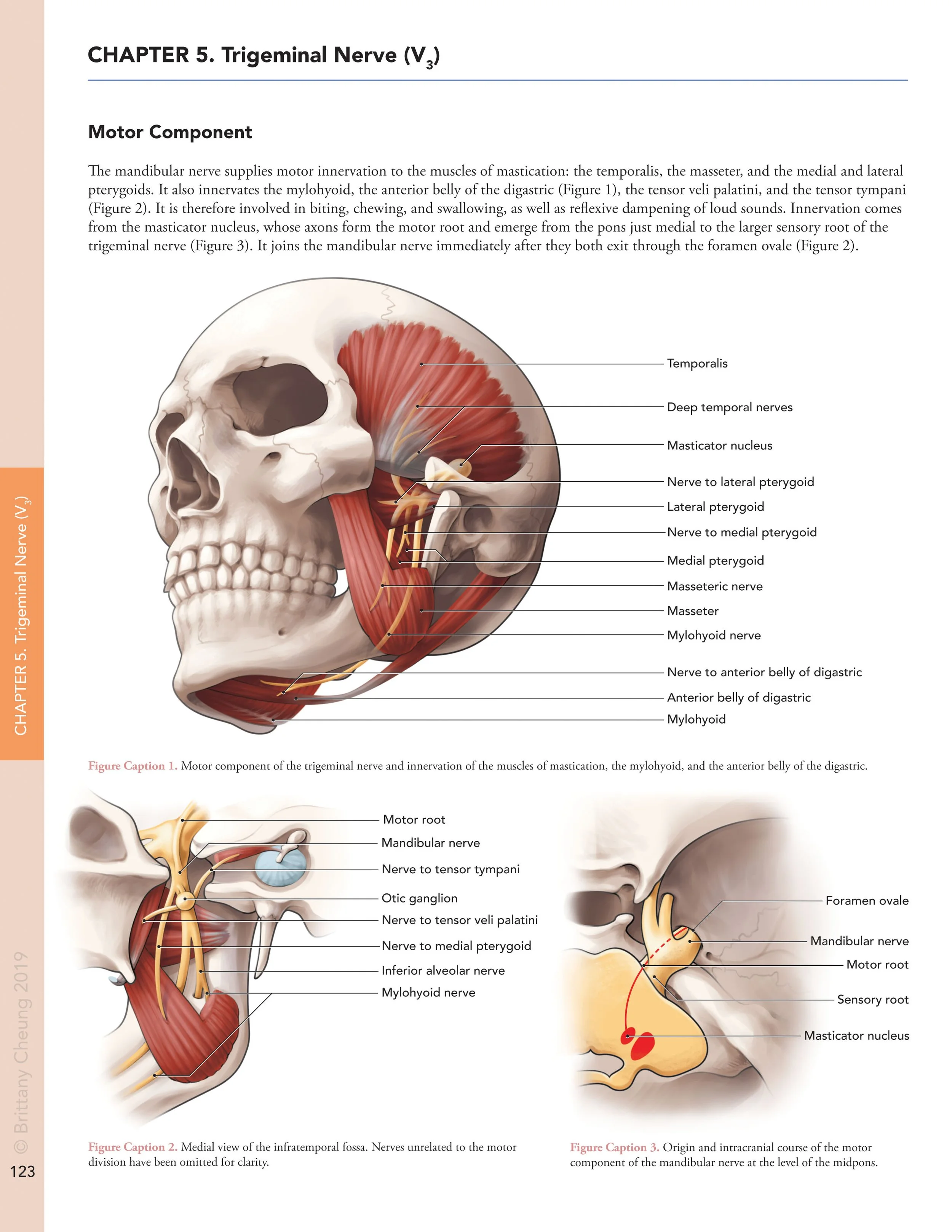 Textbook page with scientific illustrations describing the  trigeminal nerve (cranial nerve V). Its motor component is found in its third division, the mandibular nerve, and supplies motor innervation to the muscles of mastication.