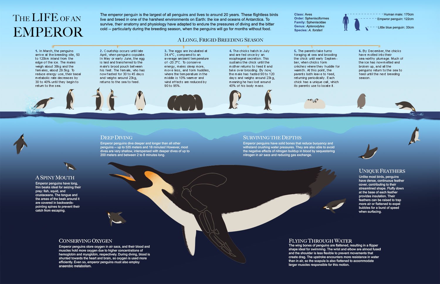Process of the emperor penguin infographic. Graphic elements are blocked out using vector shapes.