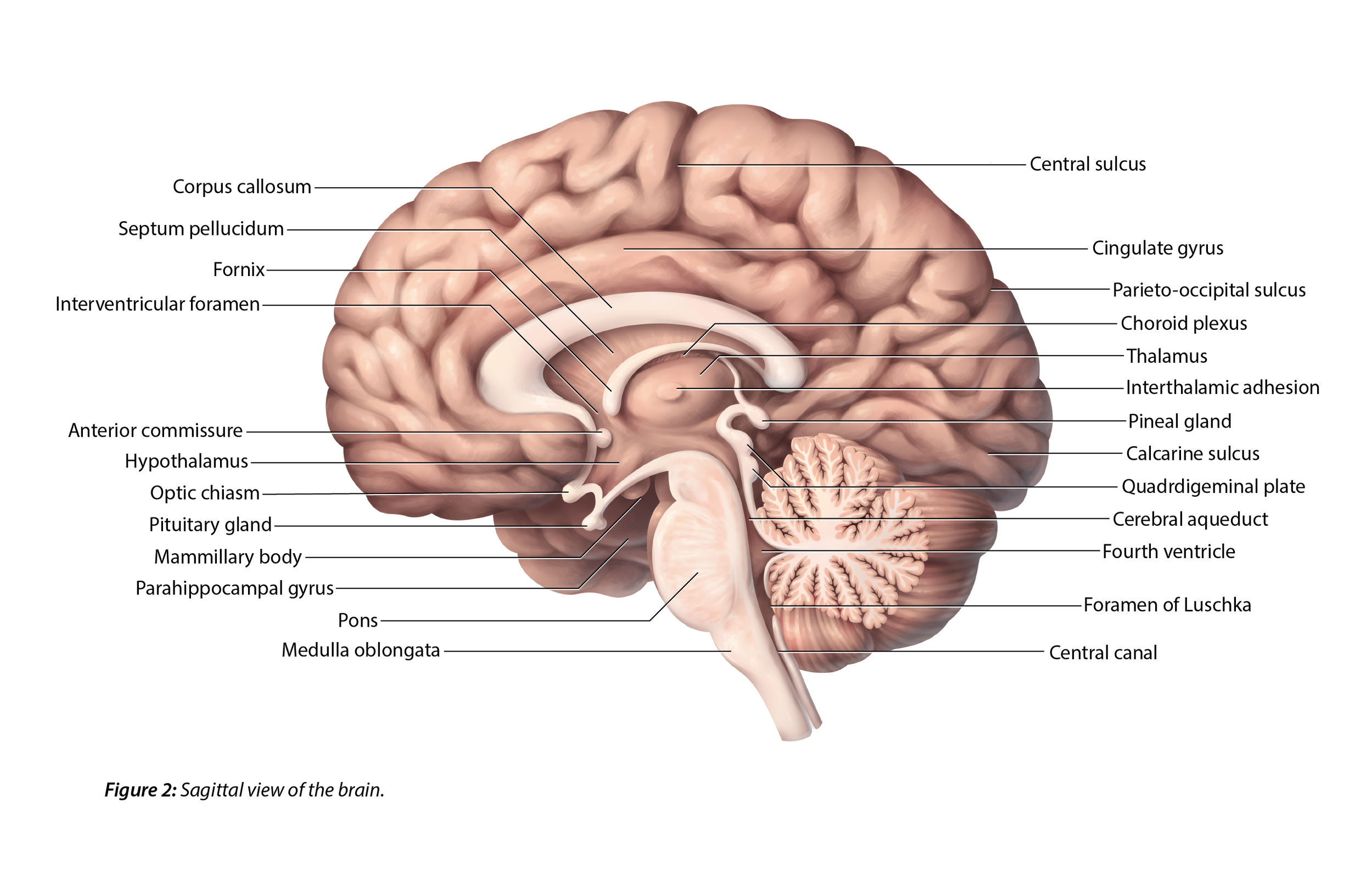 Sagittal View Of Brain
