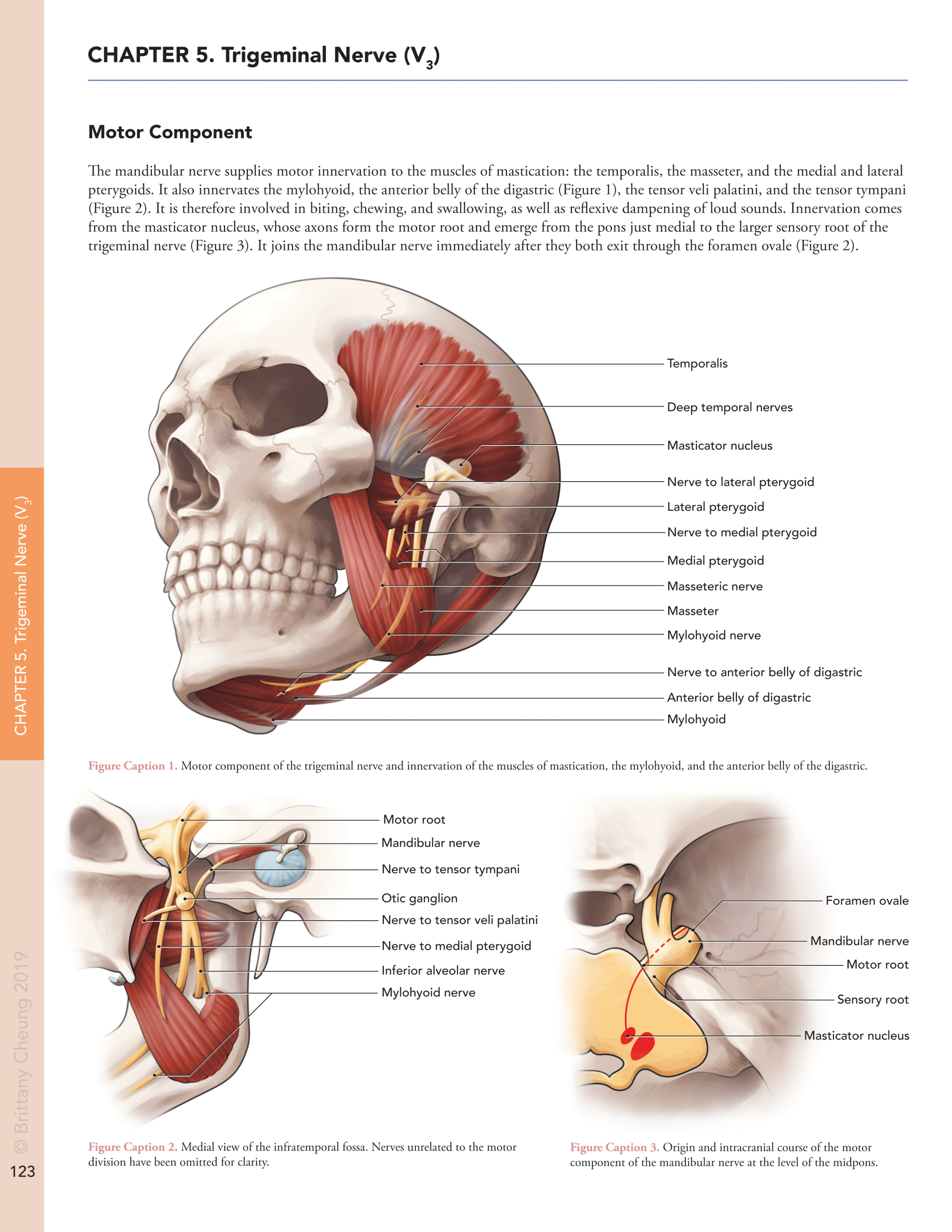 Mandibular Nerve Anatomy 3D, mandibular nerve branches anatomy