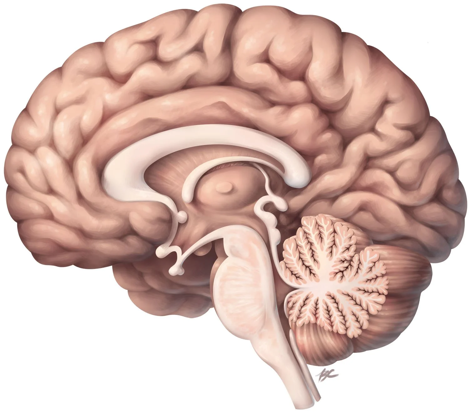 Scientific illustration of a sagittal view of the human brain. This includes the cerebrum, cerebellum, midbrain, brainstem, corpus callosum, thalamus, hypothalamus, pituitary gland, and cerebral aqueduct.