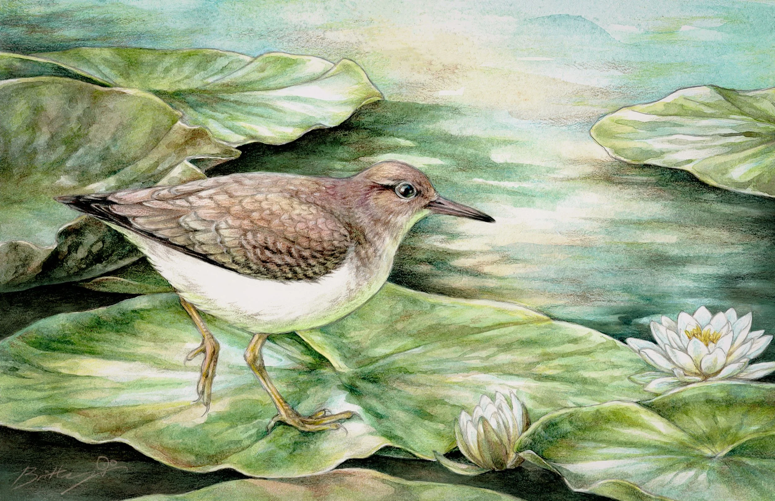 Drawing of a spotted sandpiper in non-breeding or juvenile plumage, a small brown shorebird with a white chest and belly and yellow legs. It is walking on large lilypads on a pond.