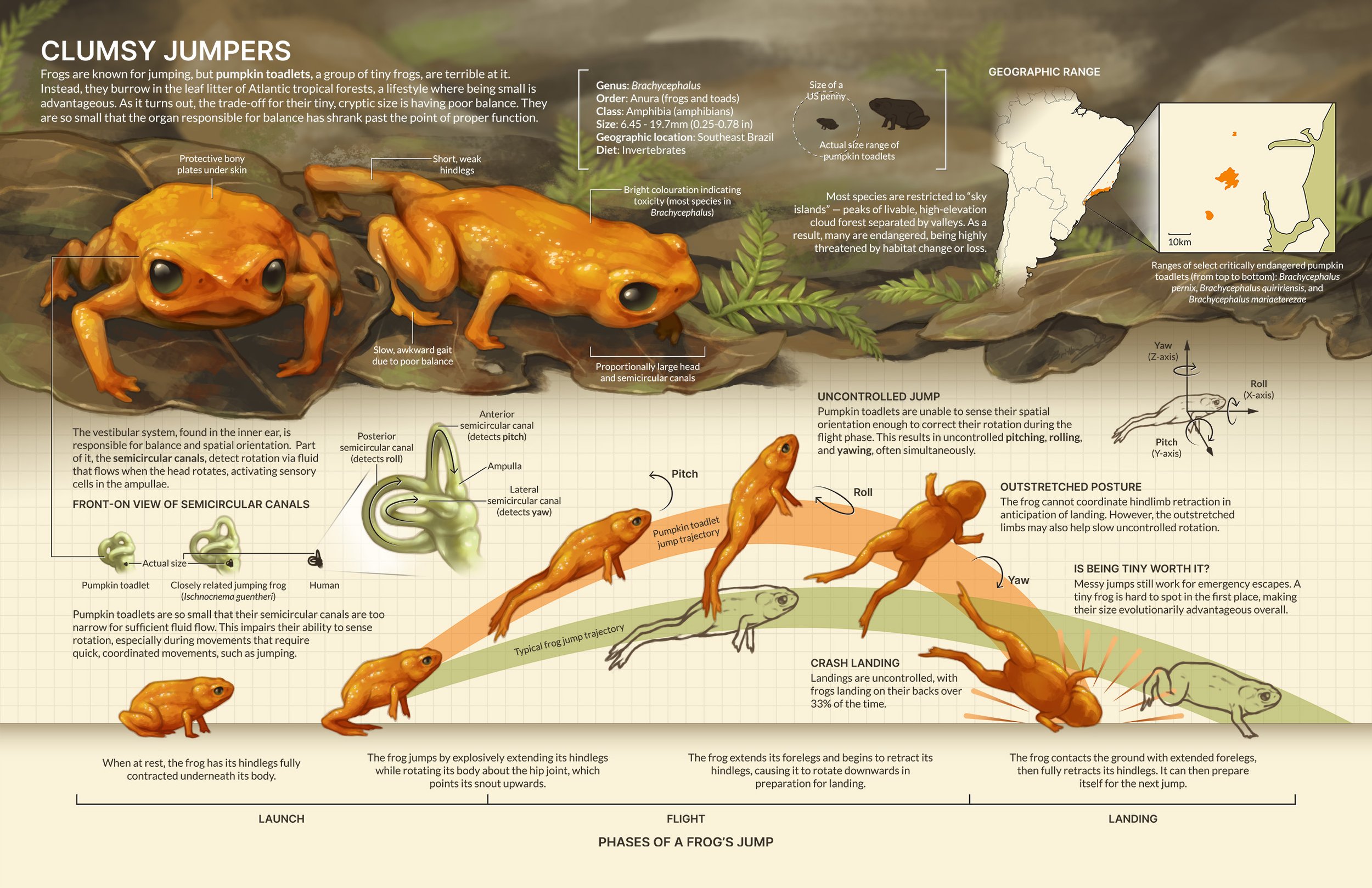 Scientific infographic on the pumpkin toadlet, genus Brachycephalus, and how miniaturization has shrank their semicircular canals so much that they struggle to orient themselves while jumping.