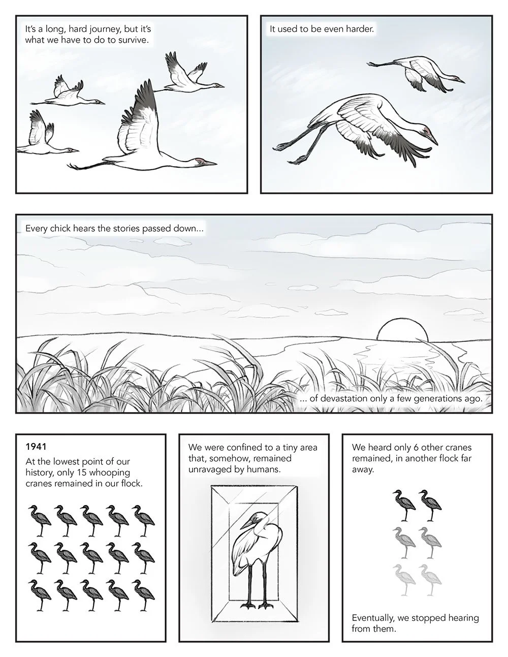Scientific comic that portrays migration from a whooping crane's perspective. This page describes the history of their conservation status in the 1940s, when they were critically endangered.