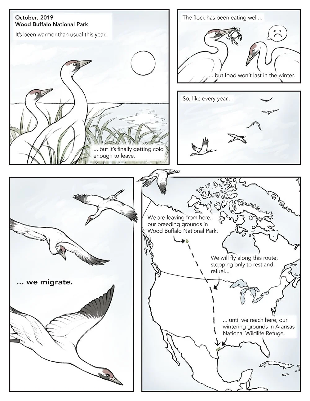 Scientific comic that portrays migration from a whooping crane's perspective. The cranes embark on their migration from Wood Buffalo National Park to Aransas National Wildlife Refuge.