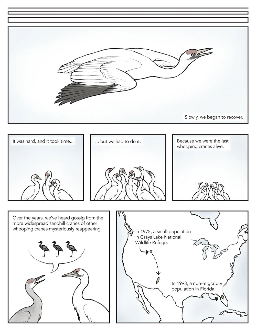 Scientific comic that portrays migration from a whooping crane's perspective. This page depicts the whooping cranes' recovery from their endangered status.