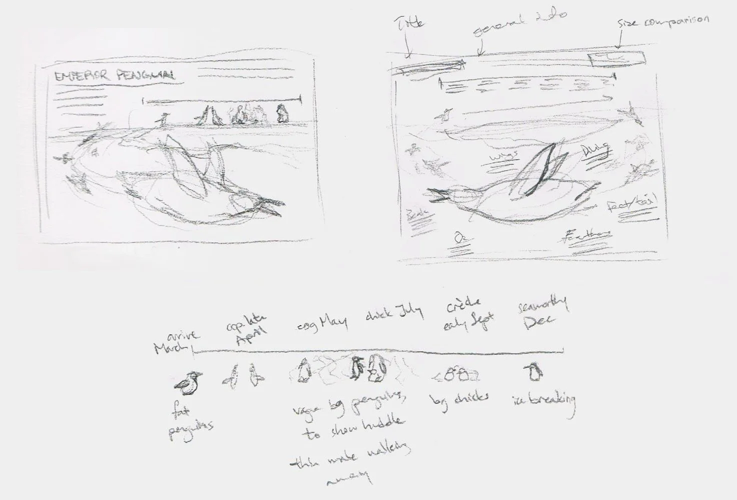 Thumbnail sketches for the layout of the emperor penguin infographic. Elements included a timeline describing the breeding season and a large penguin as a centerpiece and to point out specific features. Swimming penguins connect the two graphics.