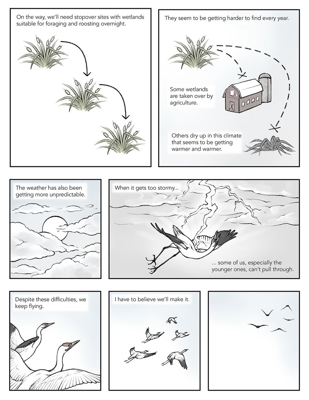 Scientific comic that portrays migration from a whooping crane's perspective. This page describes current migration difficulties such as habitat destruction and climate change.