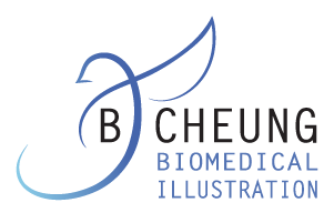 B Cheung | Biomedical Illustration