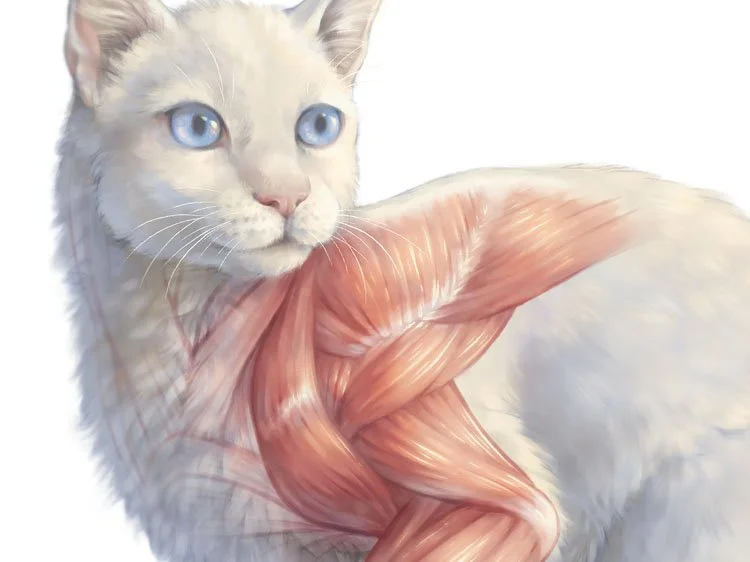 Forelimb Anatomy of the Cat