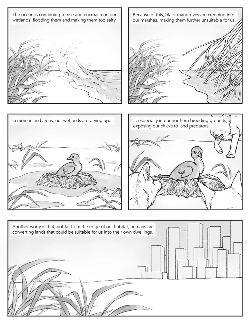 Scientific comic that portrays migration from a whooping crane's perspective. This page describes current and approaching threats to habitat due to climate change and human influence.