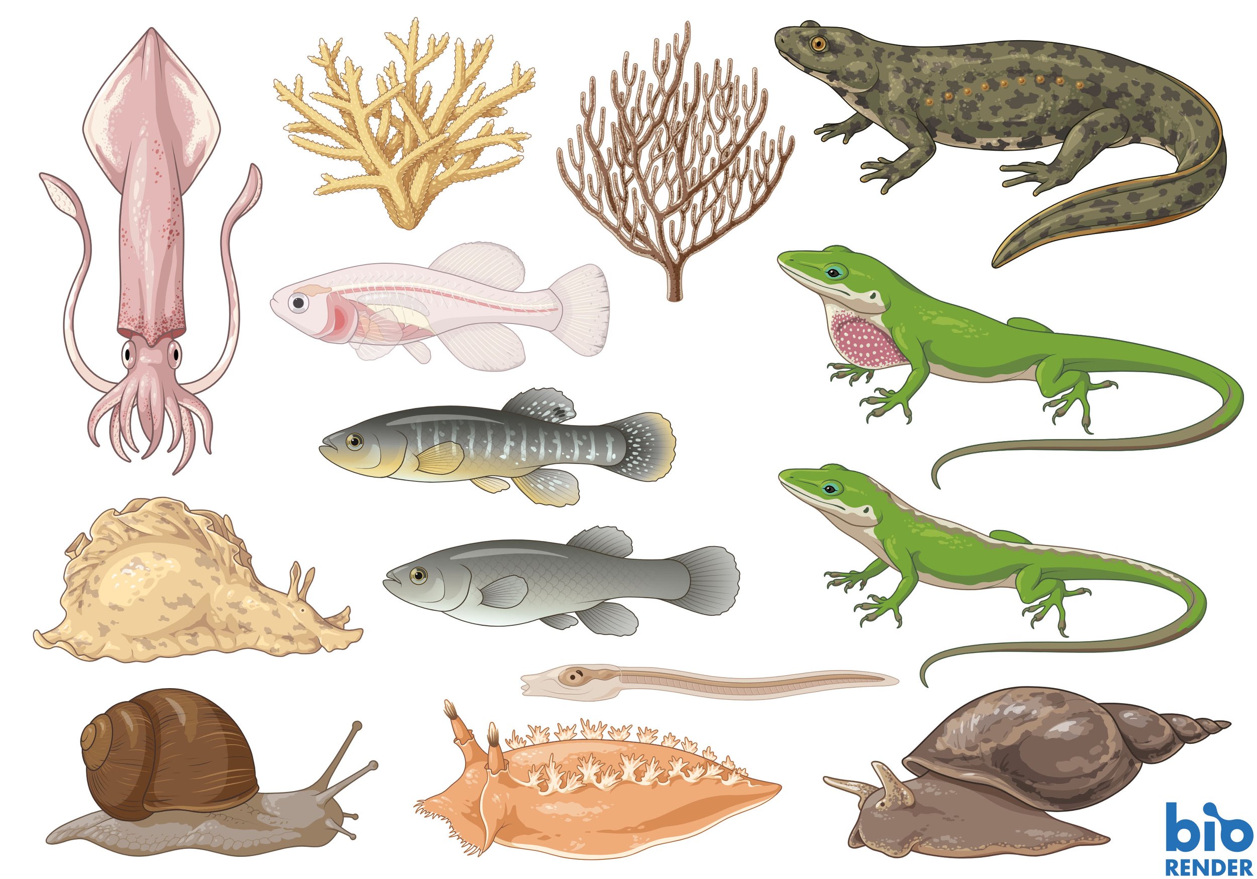 Vector illustrations for BioRender. Longfin inshore squid, staghorn coral, bent sea rod, Spanish ribbed newt, turquoise killifish (klara), sea hare, mummichog (male and female), green anole (male and female), land snail, Tritonia diomedea, great pond